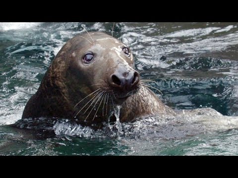 ​Wild Inside the National Zoo: Sea Mammal Smarts