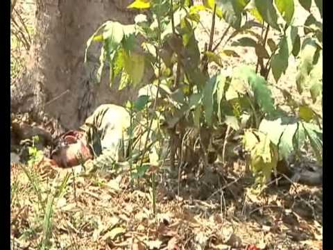 Raw video: Naxals attack CRPF men in Chhattisgarh, 20 killed