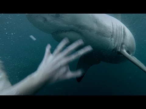 GoPro: Man Fights Off Great White Shark In Sydney Harbour