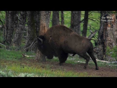 Yellowstone National Park from Above - 7 Stunning Sights from Yellowstone Lake to Old Faithful (HD)