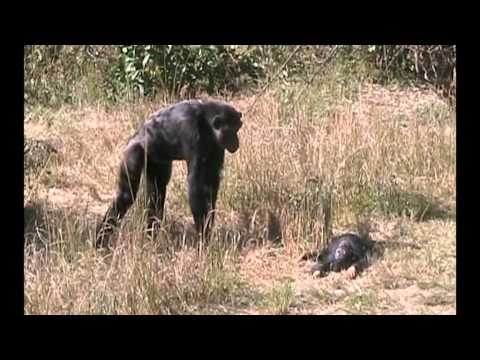 Chimpanzee mother learns about her dead infant