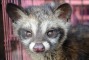 Civet cats for sale at a market in Bali at Pasar Satria. 