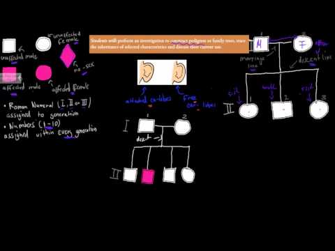 9. Pedigree and Family trees (HSC biology)