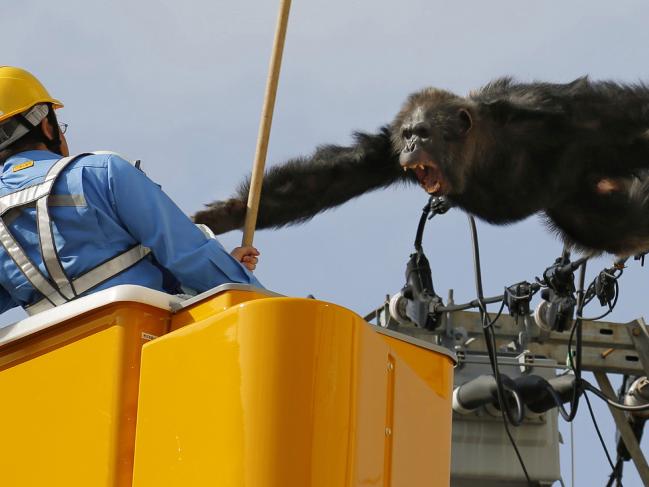 Anarchist chimp goes rogue, escapes zoo