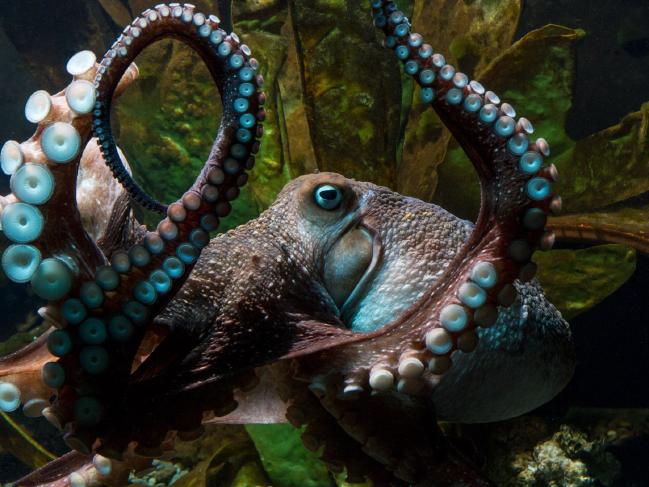 The El Chapo of the octopus world