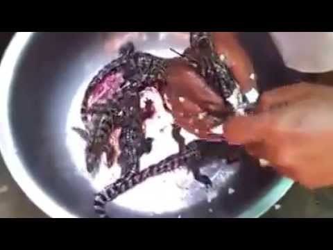 Crocodile Farm business in Cambodia | Khmer farmer breeding crocodiles