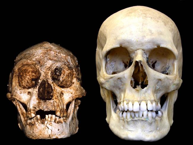 The skull of an extinct mini human (homo floresiensis) next to a modern day human skull at the Indonesian Centre for Archeology in Jakarta. Picture: AAP