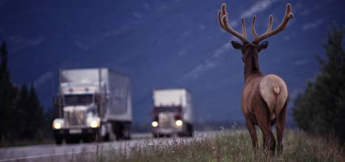 Interstate 90: Safer for you and wildlife