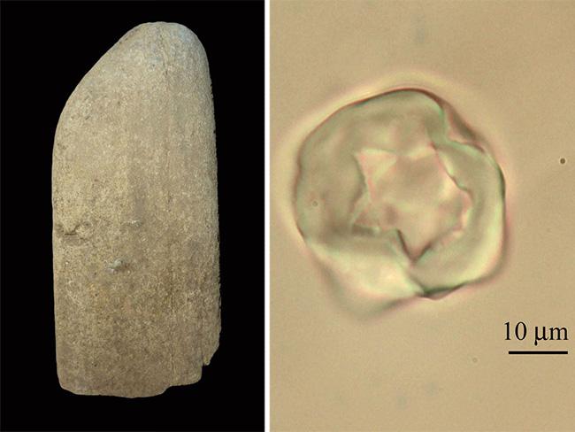 A grinding stone from Grotta Paglicci, Italy, and a starch grain that was found embedded in its surface. Sources: Stefano Ricci, Marta Mariotti Lippi / University of Florence