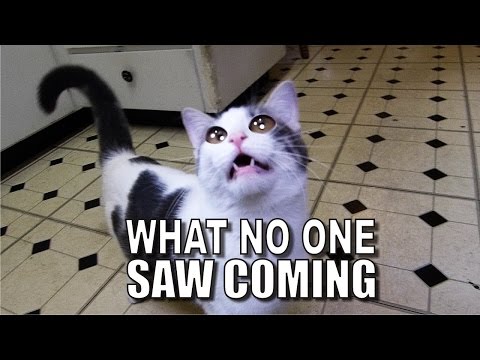 Talking Kitty Cat - What No One Saw Coming!