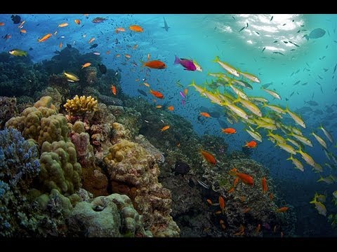 the great barrier reef documentary