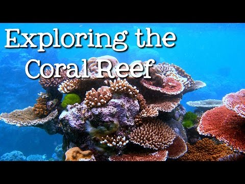 Exploring the Coral Reef: Learn about Oceans for Kids - FreeSchool