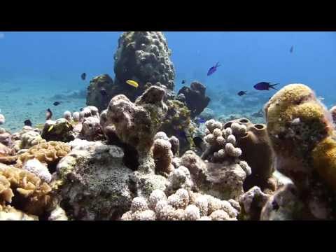 Life On The Coral Reef [HD]