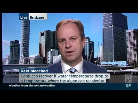 Northern Great Barrier Reef coral bleaching at 95%: WWF's Nick Heath speaks to ABC News 24