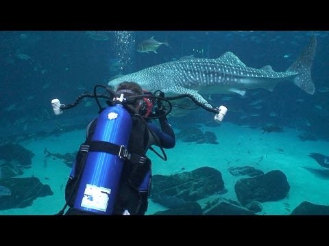 Jonathan Bird's Blue World: Georgia Aquarium