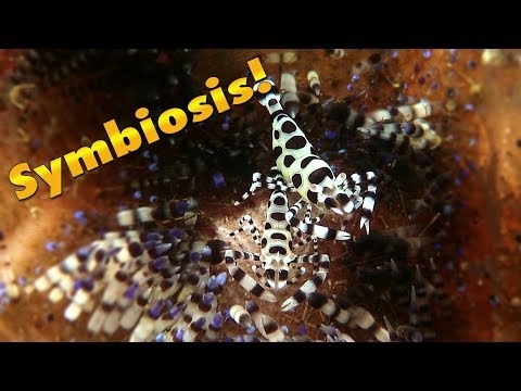 Jonathan Bird's Blue World: Symbiosis In The Sea (HD)