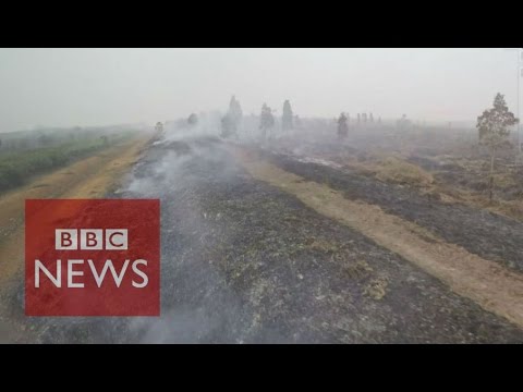 Why are peatlands burning in Indonesia? BBC News