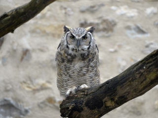 Daily Affirmations for an Owl