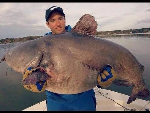 MUST SEE!! - NC STATE RECORD BROKEN 2 TIMES IN 24HRS