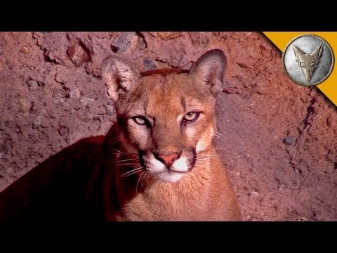 A Day at the Arizona Sonora Desert Museum!