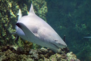 Sicklefin lemon shark (Negaprion acutidens) in the Sydney Aquarium (Selachimorpha), Australia