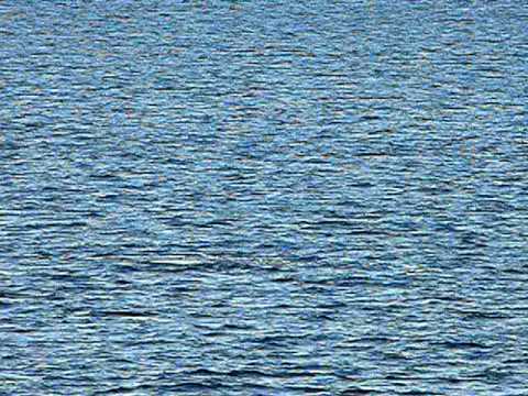 Orca Pod, Ross Sea, Antarctica (2008)