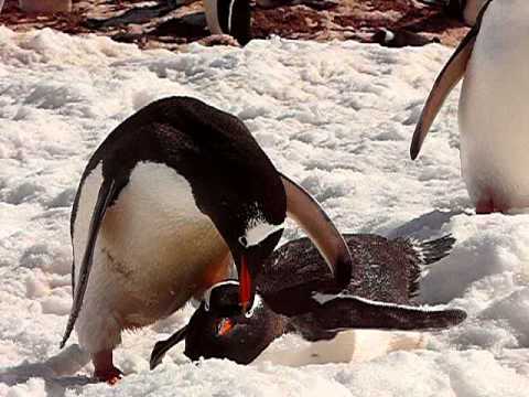 Gentoo Penguins, Neko Harbour, Antarctica (2008)