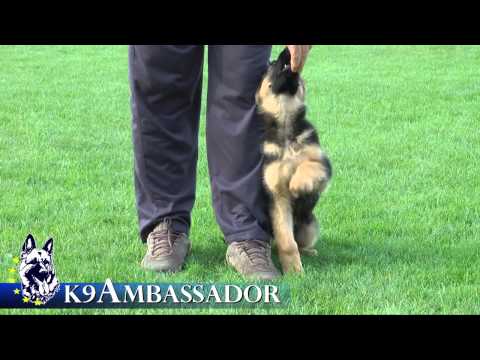 Puppy Training - Positive Method - 3 months old German Shepherd Dog / K9 Ambassador