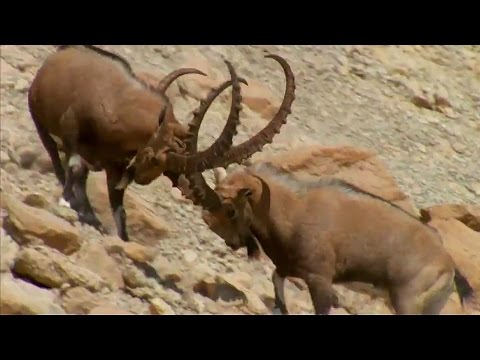 Ibex Fight For Sexual Dominance - Wild Arabia - BBC