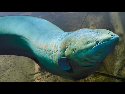 BIG & DEADLY ELECTRIC EELS - Amazon River Monsters