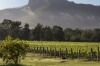 Margan Hunter Valley Wines has a place in the NSW Tourism Hall of Fame.