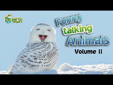 Funny Talking Animals: Episode Two