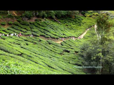 Cameron Highlands, Malaysia (1080HD)