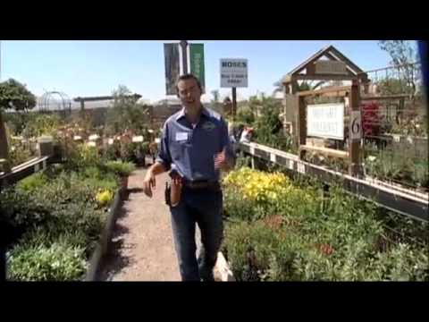 How To Choose Drought Resistant and Drought Tolerant California Native Plants