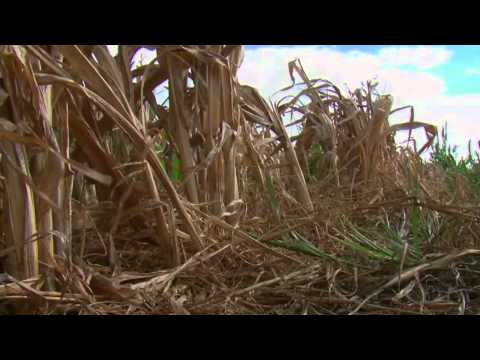 Scientists Develop Drought-Tolerant Maize