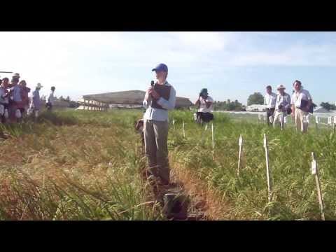 Drought tolerance screening at IRRI