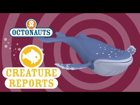 Octonauts: Creature Reports - Humpback Whale