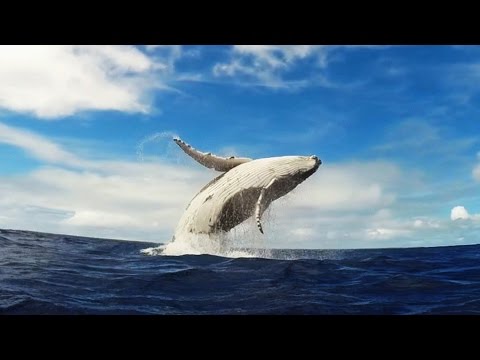 GoPro: Humpback Whale Breach - Mother & Calf