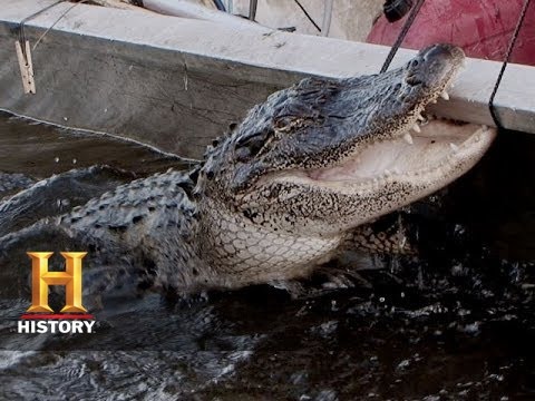 Swamp People: Gator of the Year (S6, E12) | History