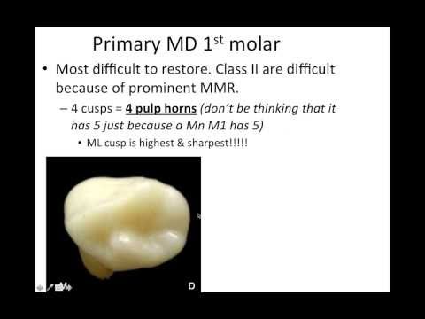 12 Primary/Deciduous Dentition - NBDE Part 1 Boards Study