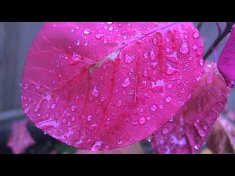 Rain sounds 11 hours - Refreshing Rain -Gentle rainfall for relaxation, meditation, yoga