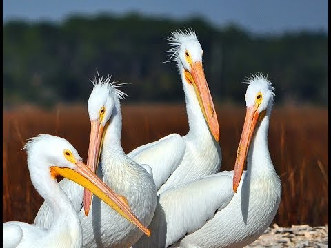 Wildlife Scenes in the Salt Marsh