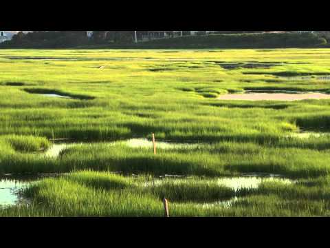 Intro to Salt Marshes