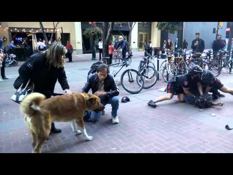 Calgary Police arrest man downtown, while his dog is biting them