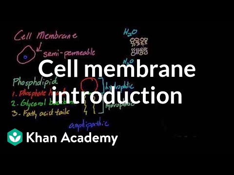 Cell Membrane Introduction