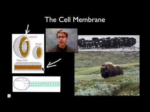 The Cell Membrane