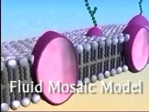 The Plasma Membrane