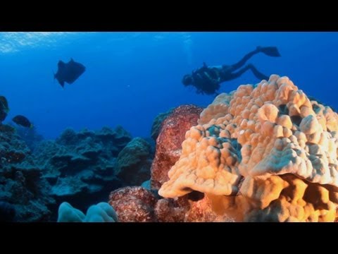 The Cook Islands, Travel Video Guide - Scuba Diving Rarotonga