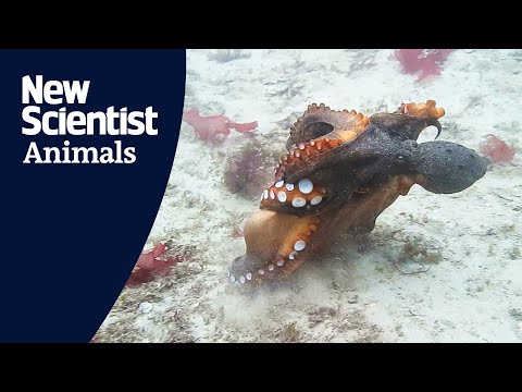 Fighting octopuses may be using shells as weapons