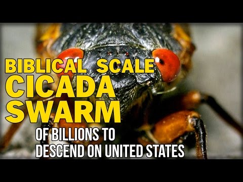 BIBLICAL SCALE CICADA SWARM OF BILLIONS TO DESCEND ON UNITED STATES